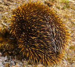 Echidna