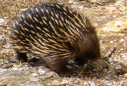 Echidna