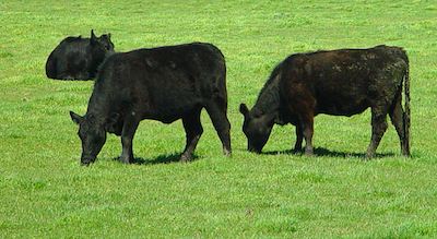 Moo