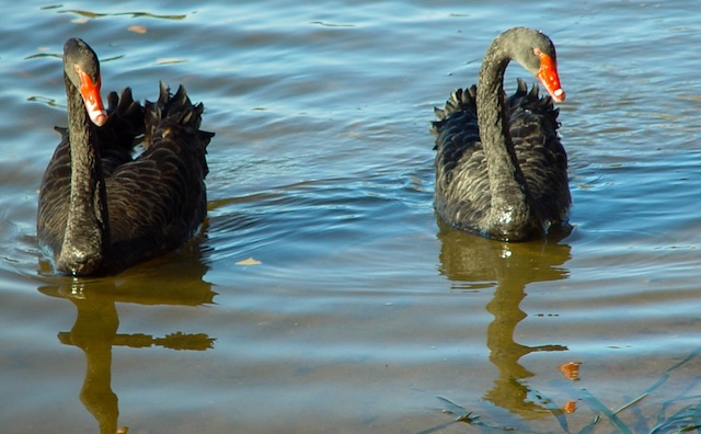 Swans